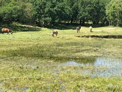 a group of animals grazing in a field next to a pond at Ferienhaus Glücklich am Meer 1 mit Wellnesszugang in Egmond aan Zee