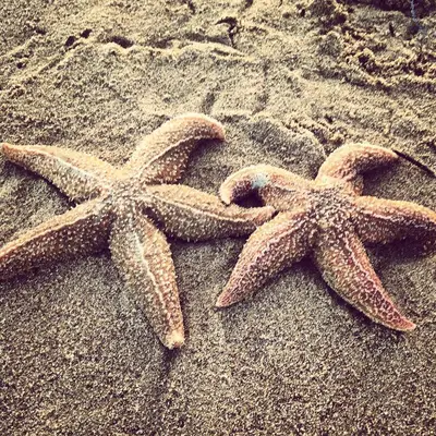 two starfish on the sand on the beach at Huisje 16 in Noordwijk aan Zee