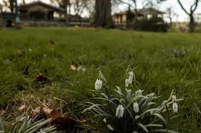a bunch of white flowers in the grass at Chalet Ben in Broek in Benningbroek