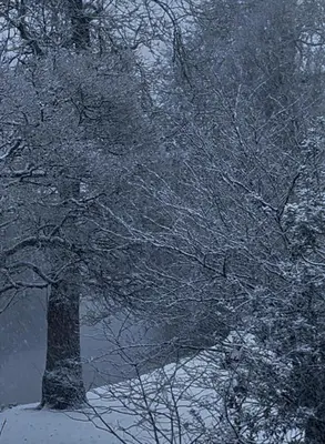 a tree with snow on its branches in a field at Perfect APT - Heart of Amsterdam in Amsterdam