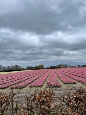 a field of pink tulips under a cloudy sky at Paradijs Eiland in Hillegom