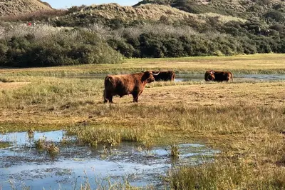 a group of cows standing in a field at Anne's Family Home with private parking in Zandvoort