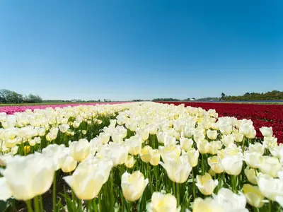 a field of white and red tulips at Holiday Home Bergen near Forest & Beach in Bergen