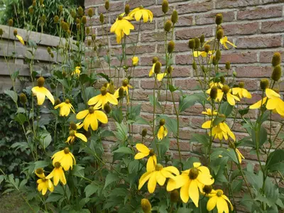 a bunch of yellow flowers in front of a brick wall at Holiday Home in Bergen aan Zee with Terrace in Bergen aan Zee
