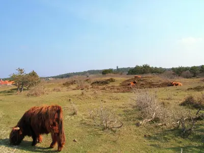 a group of cows grazing in a field at Holiday Home in Bergen near Forests in Bergen