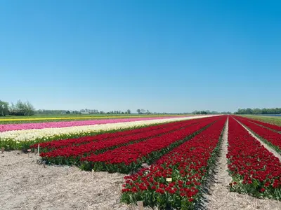 a field of flowers with red and white tulips at Peaceful Dune Retreat with Garden in Schoorl