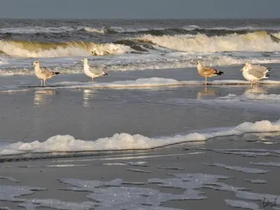 a group of birds standing on the beach at Holiday Home Egmond near Beach in Egmond aan Zee
