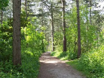 a dirt road through a forest with trees at Holiday Home with bubble bath in Noordwijk in Noordwijk