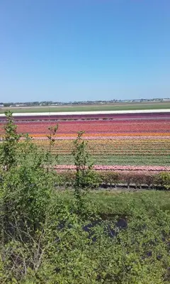 a field of colorful tulips in a field at Kitty's Place Warmond in Warmond