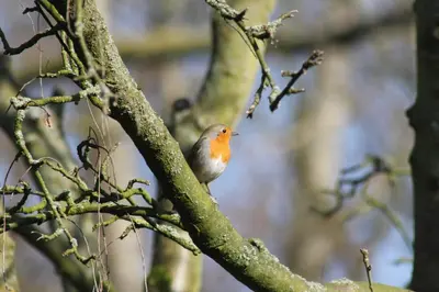 a small bird perched on a tree branch at Luxe Room Canal Sight in Amsterdam