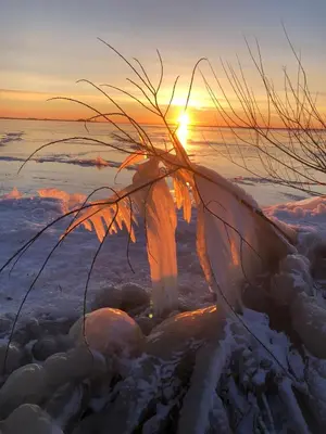 a plant in the snow with the sunset in the background at Luxe Room Canal Sight in Amsterdam