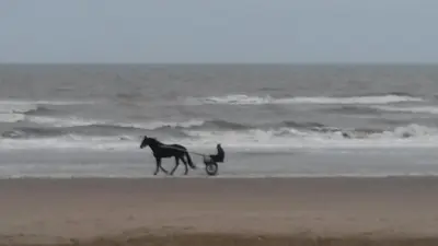 a horse pulling a cart on the beach at B&B Noordwijk Binnen in Noordwijk