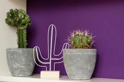 a couple of vases with cactuses on a shelf at B&B Slapen bij de burgemeester in Sint Pancras
