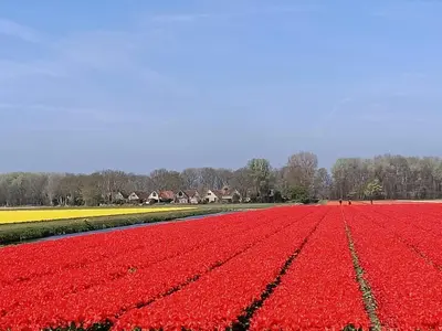 a field of red tulips with houses in the background at Holiday Home Tapuit 6-2 by Interhome in Noordwijk