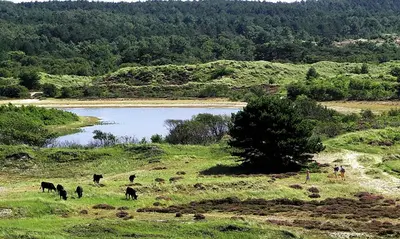 a group of cows grazing in a field next to a lake at Duinkant in Groet