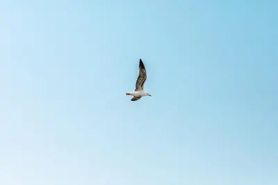 a bird flying in the sky at Boulevard 5 in Zandvoort