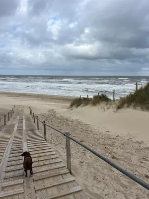 a dog walking down the steps to the beach at huize Louwra in Egmond-Binnen
