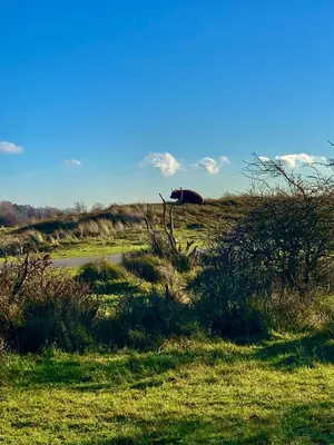 a cow is standing on a grassy field at huize Louwra in Egmond-Binnen