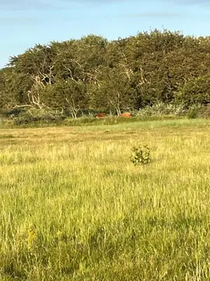 a field of grass with a small bush in it at huize Louwra in Egmond-Binnen