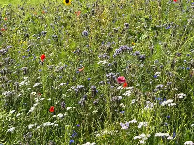 a field filled with lots of colorful flowers at huize Louwra in Egmond-Binnen