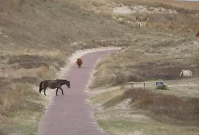 a horse and a cow walking down a road at Zandstudio in Alkmaar