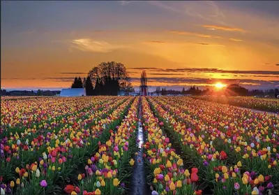 a field of tulips with the sunset in the background at Zandstudio in Alkmaar