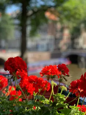 a group of red flowers in a garden at Keizershouse Amsterdam in Amsterdam
