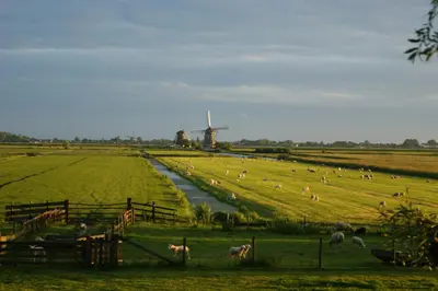 a herd of sheep grazing in a field with a windmill at Hoeve Suydeinde in Aarlanderveen