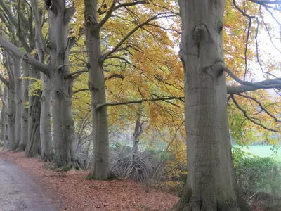 a row of trees lining a dirt road at Het Findament Tiny house in Hilversum