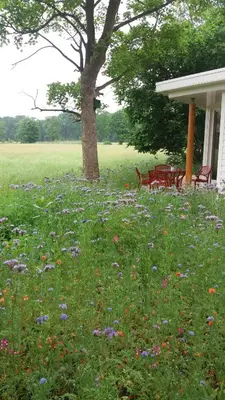 a field of flowers in front of a tree at Het Findament Tiny house in Hilversum