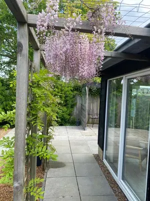 a pergola with purple flowers hanging from it at Coast Holiday Appartements in Dirkshorn