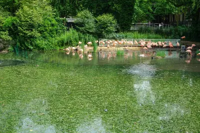 a group of birds sitting in the water at De Jonker Urban Suites in Amsterdam