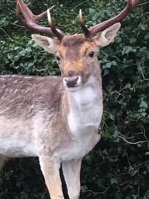 a reindeer with antlers standing in front of some bushes at Studio@25 in Zandvoort