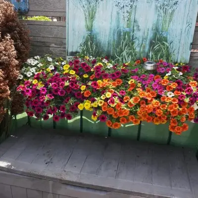 Amsterdam Roof Terrace B&B