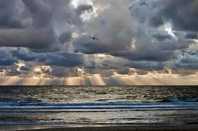 a bird flying in the sky over the ocean at Appartement Lefferts in Zandvoort