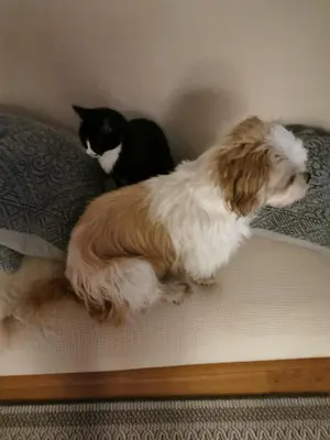 a dog and a cat sitting on a bed at Sunny Guesthouse in Amsterdam