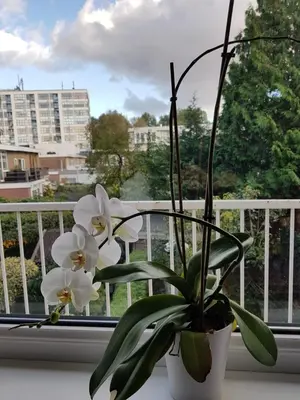 a plant sitting on a window sill next to a window at Sunny Guesthouse in Amsterdam