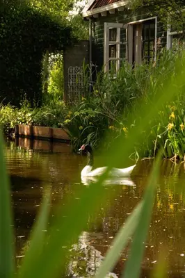 a duck swimming in a pond in front of a house at B&B Saense huisje in Assendelft