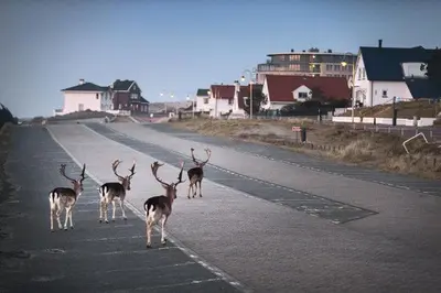 a group of deer walking down a street at The Beach & Town Suite - Free Parking in Zandvoort