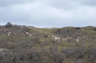 a group of deer standing on a grassy hill at Studio South Beach with garden and free parking in Zandvoort