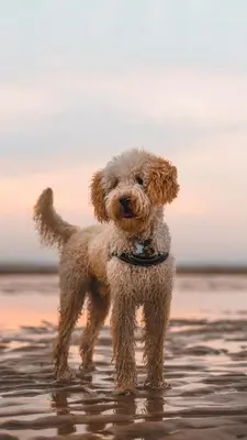 a dog standing in the water on the beach at Beachhouse Hotel in Zandvoort