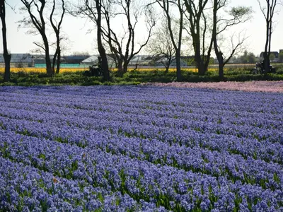 a field of purple flowers with trees in the background at Holiday Home Noordwijk near the Beach in Noordwijkerhout