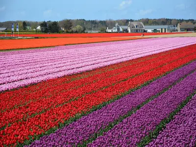a field of colorful tulips in a field at Modern Apartment in Noordwijk near the Sea in Noordwijk