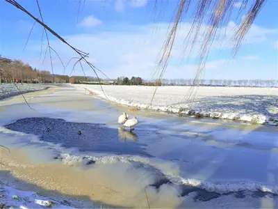 two swans are standing in the water on the ice at Cottage in Edam near IJsselmeer Lake in Edam