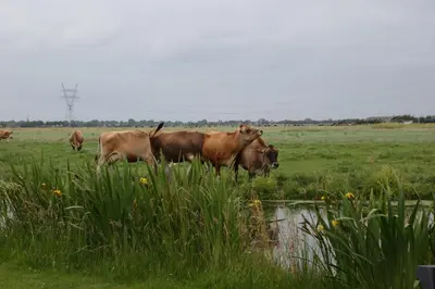 a group of cows standing in a grassy field at Bed and Stay Amsterdam in Amsterdam