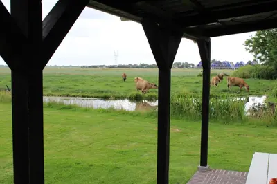 a group of cows grazing in a field at Bed and Stay Amsterdam in Amsterdam