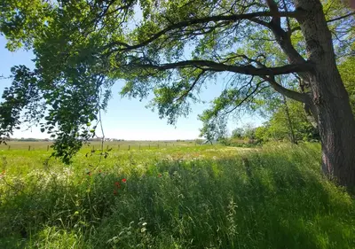 a tree in a field with grass and flowers at Holiday Home Canal View in Alkmaar
