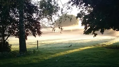 a misty field with trees and the sun in the background at Guest House Ons Hoekje in Houten