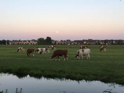 a herd of cows grazing in a field next to a pond at B&B-Edam in Edam