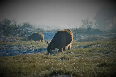 two animals grazing in a field of grass at Gina's garden house in Amsterdam